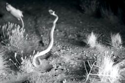ضربه فنی نینجا صحرایی به مار بد شانس