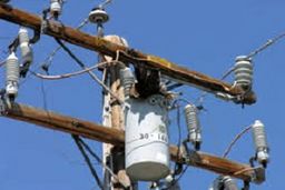  تلف شدن پرندگان در اثر برق‌گرفتگی