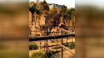  اولین زرافه‌هایی که به ایران آمدند