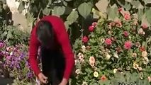 خلاقیت یک شهروند اراکی برای سرزندگی و نشاط خانواده 