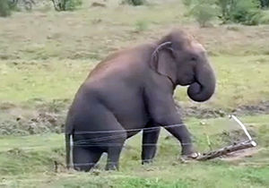 از عاقبت دخالت در دعوای گاوها تا فیل‌های باهوشی که از روی حصارهای برقی عبور می‌کنند