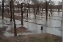 وقتی جنگل تبدیل به دریاچه می‌شود!