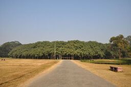 با عجیب ترین درخت جهان آشنا شوید!