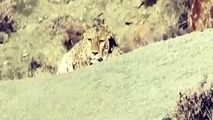 تصویربرداری از پلنگ ایرانی در پارک ملی گلستان