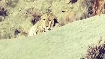 تصویربرداری از پلنگ ایرانی در پارک ملی گلستان