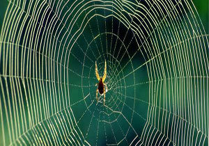 پوشیده شدن درختان زیر تار عنکبوت!