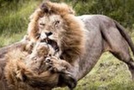ویدیوی از قدرت نمایی خونین 2 شیرنر| پنجه به پنجه شدن 2 سلطان جنگل