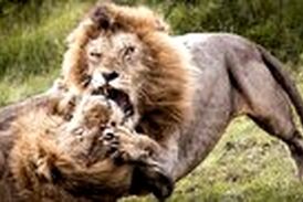 ویدیوی از قدرت نمایی خونین 2 شیرنر| پنجه به پنجه شدن 2 سلطان جنگل