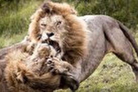 پنجه به پنجه شدن خونین ۲ شیر نر بر سر قدرت نمایی