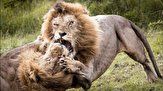 ویدیوی از قدرت نمایی خونین 2 شیرنر| پنجه به پنجه شدن 2 سلطان جنگل