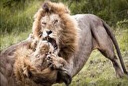 پنجه به پنجه شدن خونین ۲ شیر نر بر سر قدرت نمایی