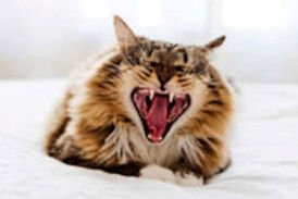  درگیری تماشایی گربه وحشی با مار زنگی در خیابان خلوت!