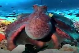 رنگ عوض کردن‌های دیدنی اختاپوس