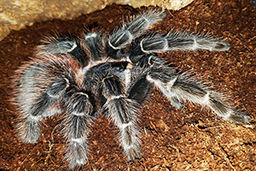 حشره ای که قاتل مارهاست